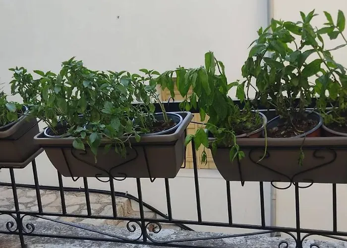 Anastasia Gæstehus Simi